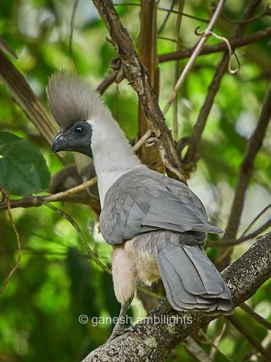 Goaway bird