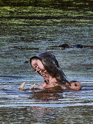 Hippo