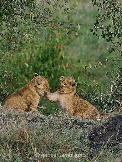 Cubs at play