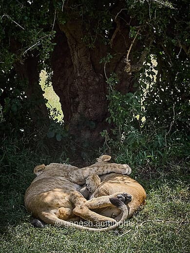 A cuddly nap