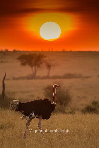 Ostrich - male