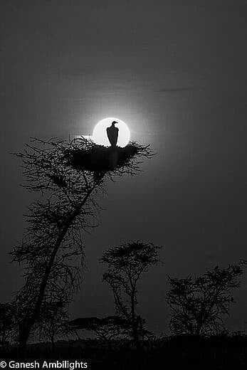 Vulture against rising sun