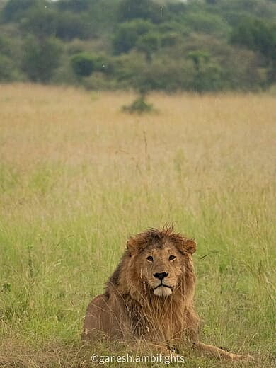 Lion King
