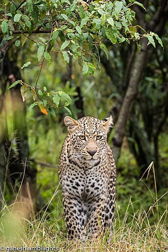 Leopard