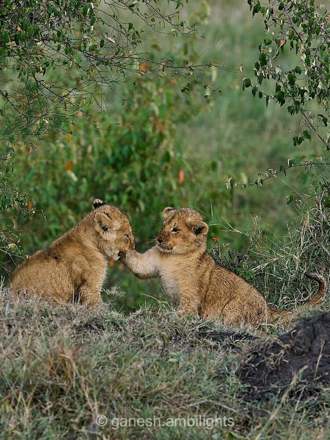 Cubs at play