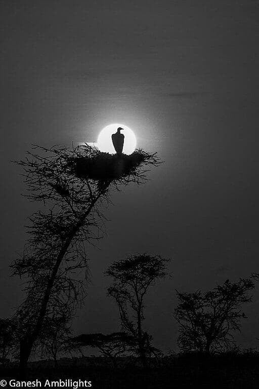 Vulture against rising sun