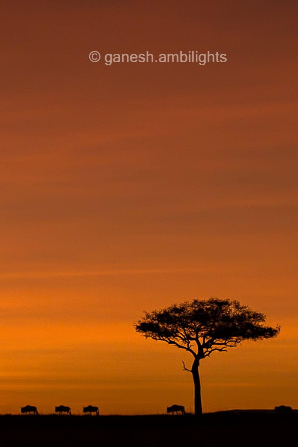 A classic Mara landscape