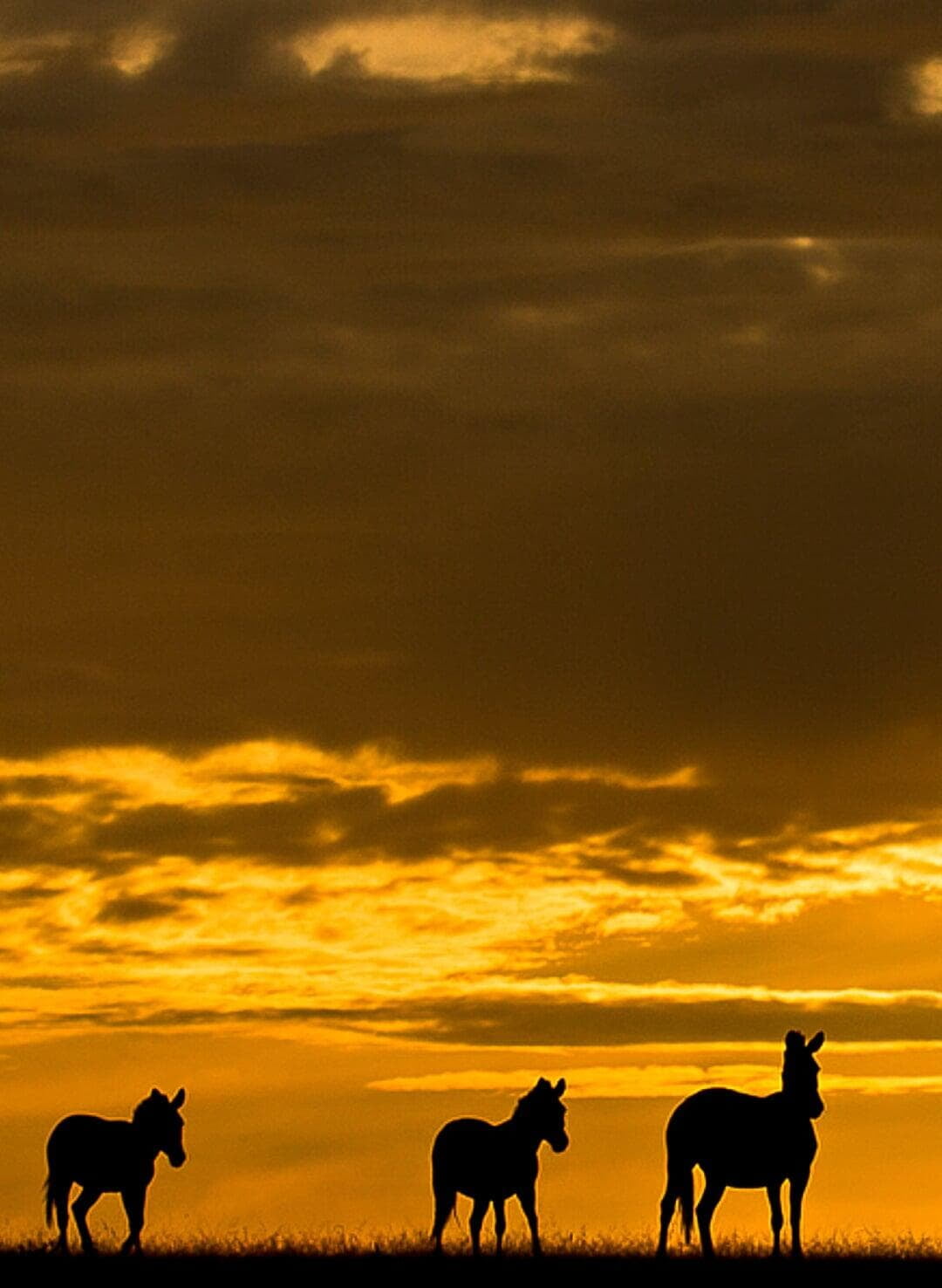 Zebras in silhouette