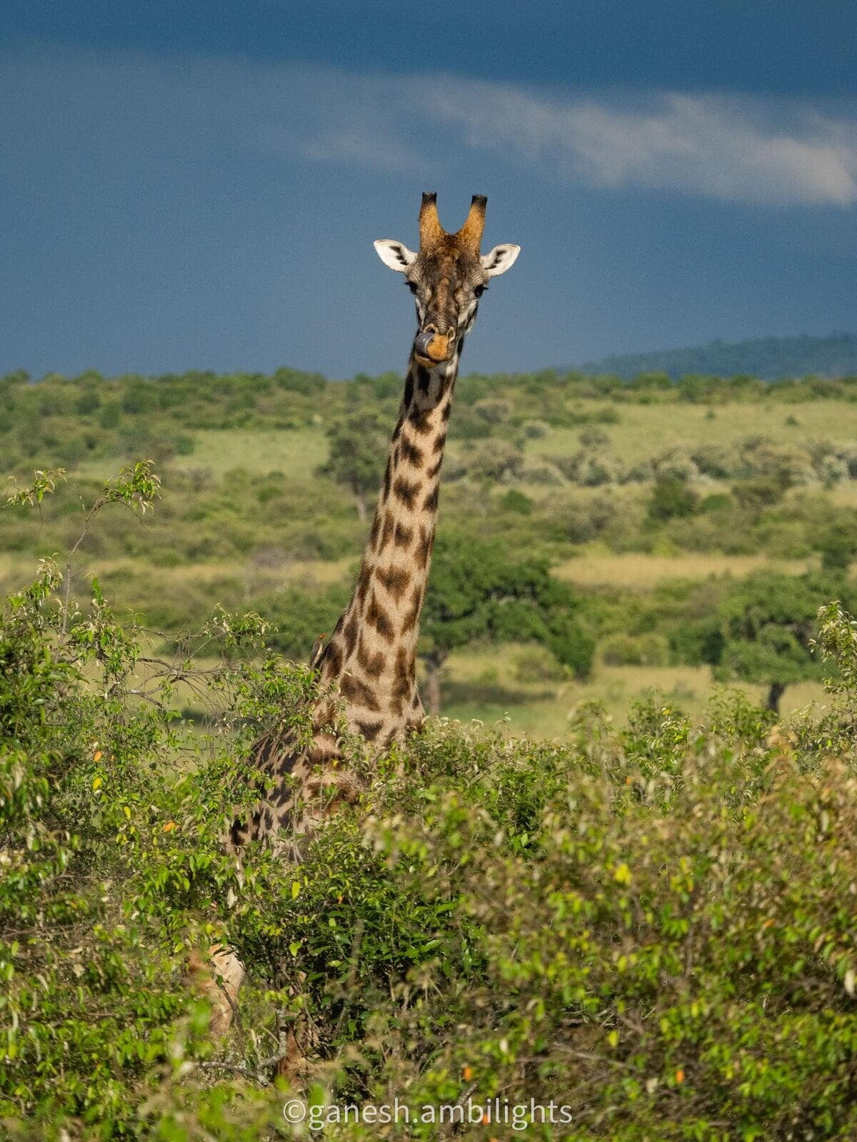 Masai Giraffe