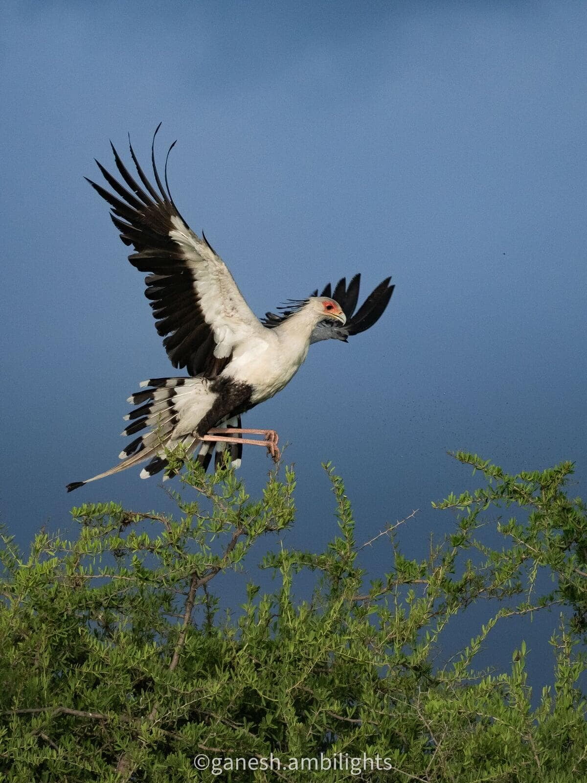 Secretary bird