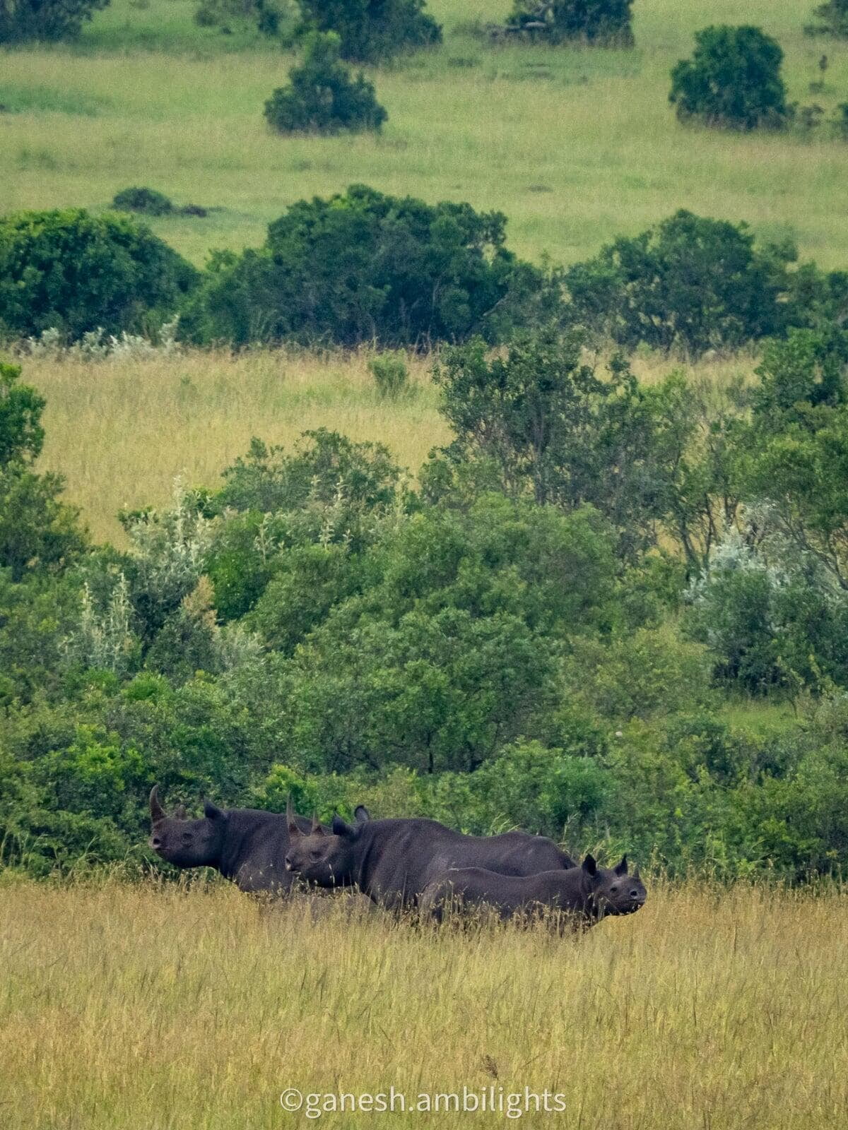3 Black Rhinos