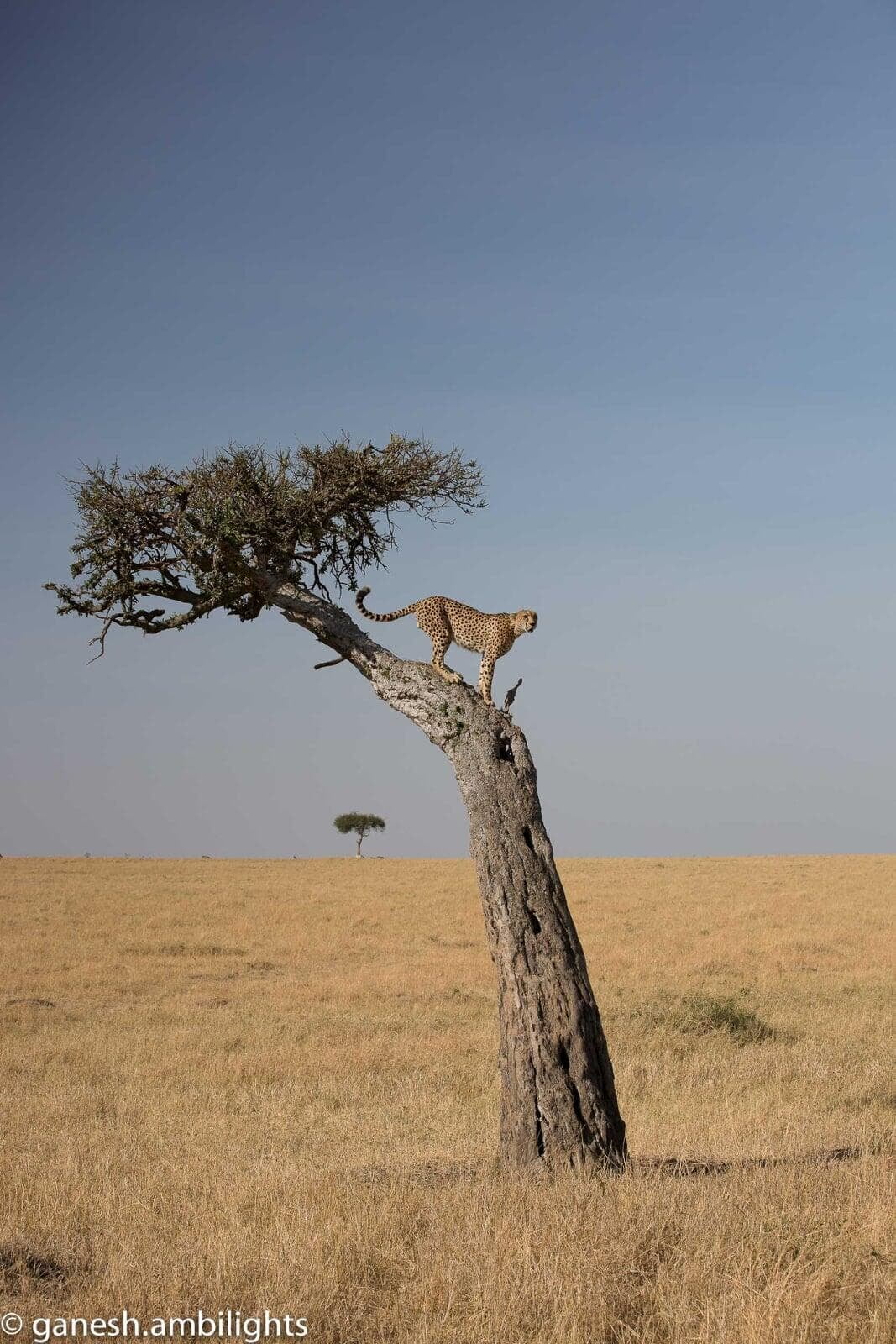 Not leopard, Cheetah on tree !