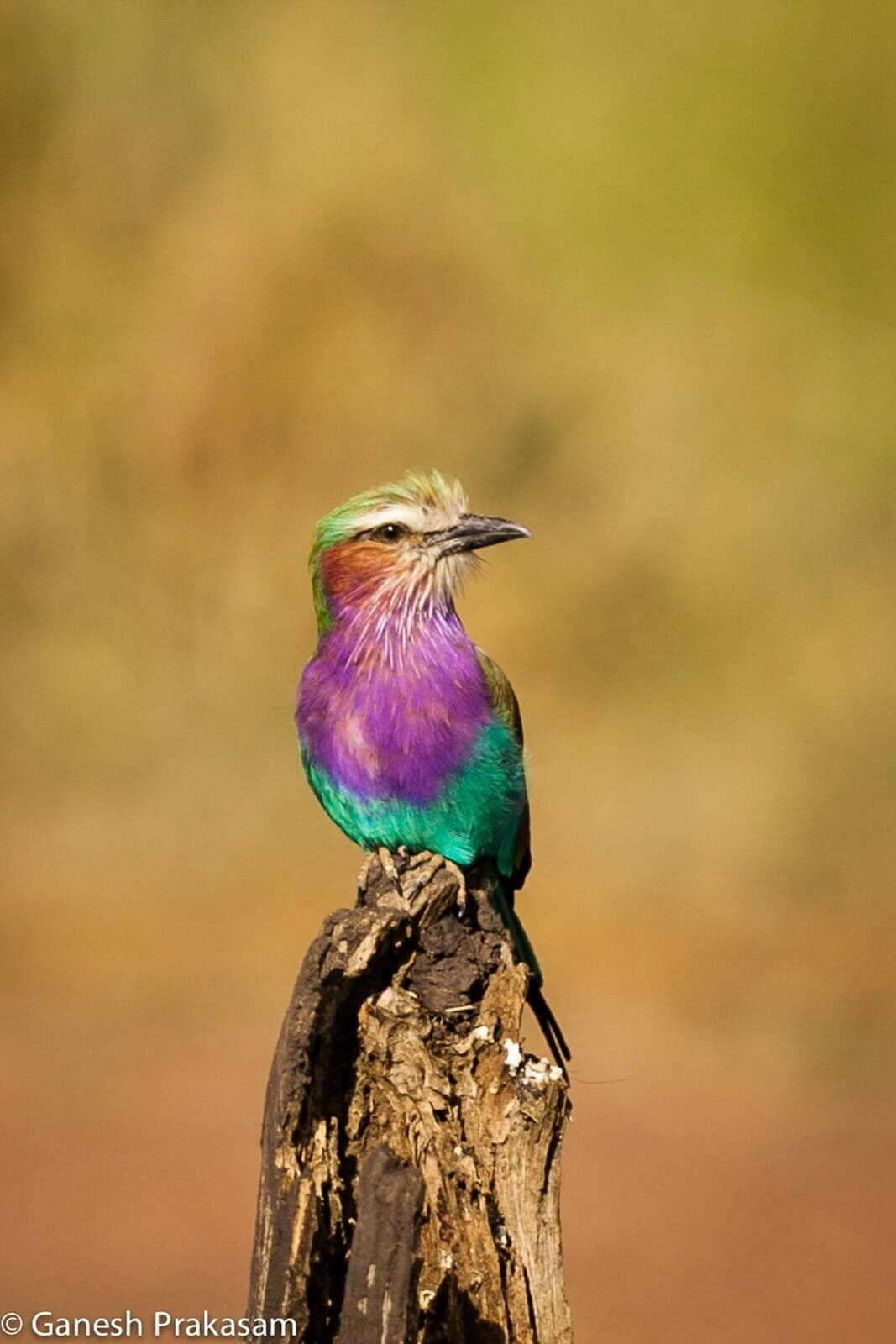 Lilac breasted roller