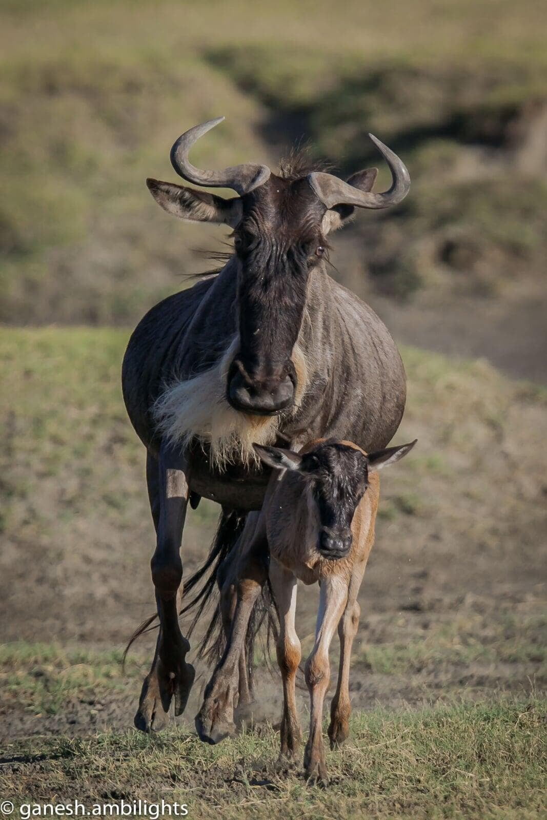 Wildebeest & calf